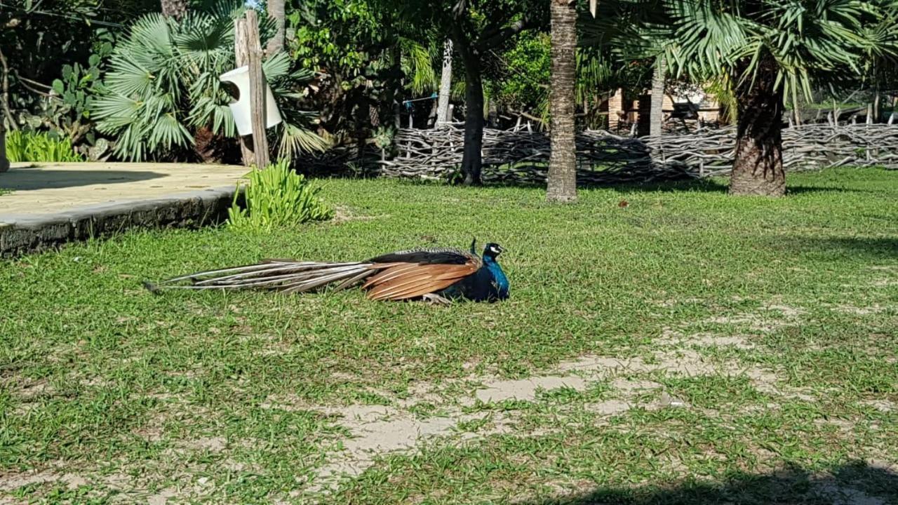 Rancho Do Buna 巴雷里尼亚斯 外观 照片